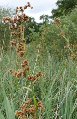 sedgefforbritishflora