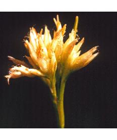 whitefflobeaksedge