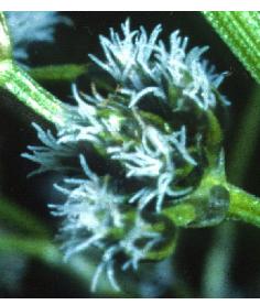 woodffloclubrush