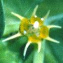 caperfflospurge