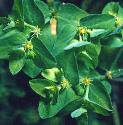 caperfflosspurge