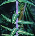 caperffolspurge