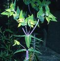 caperfforspurge