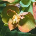 cypressfflospurge