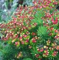 cypressfflosspurge