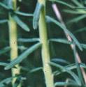 cypressffolspurge