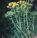 cypressfforspurge