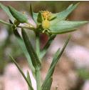 dwarffflospurge