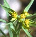 dwarffflosspurge