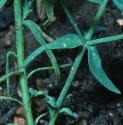 dwarfffolspurge