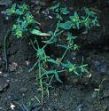 dwarffforspurge