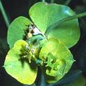 hungarianfflospurge