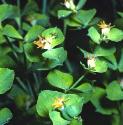 hungarianfflosspurge