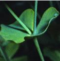 hungarianffolspurge