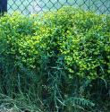 hungarianfforspurge