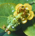 irishfflospurge