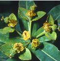 irishfflosspurge