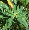 irishffolspurge