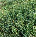 irishfforspurge