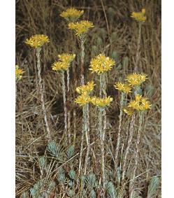 largefflosyellowstonecrop