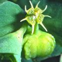 pettyfflospurge