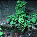 pettyfforspurge