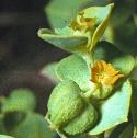 portlandfflospurge