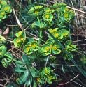 portlandfflosspurge