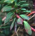 portlandffolspurge