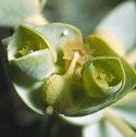 seafflospurge