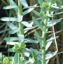 seaffolspurge