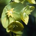 sunfflospurge