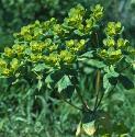 sunfflosspurge