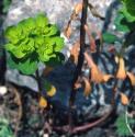 sunffolspurge