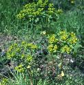 sunfforspurge