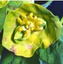 woodfflospurge