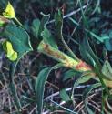 woodffolspurge