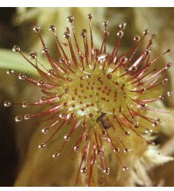commonffol1sundew