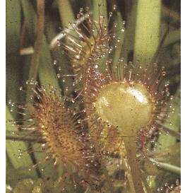 commonffol2sundew
