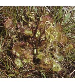 commonffor1sundew