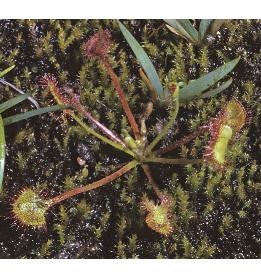 commonffor2sundew