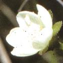greatfflosundew