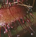 greatffoldetailsundew