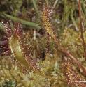 greatffolsundew