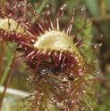 greatffolwithflysundew