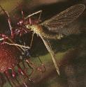 greatffolwithgnatsundew