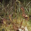 greatfforsundew