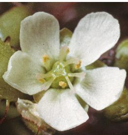 longleavedfflosundew