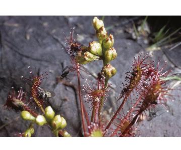 longleavedffolsundew