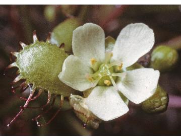 longleavedffor1sundew